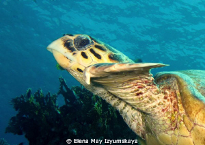 Turtle was swimming with us about twenty minutes, I've go... by Elena May Izyumskaya 